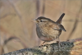 <p>STŘÍZLÍK OBECNÝ (Troglodytes troglodytes) ---- /Eurasian wren - Zaunköking/</p>